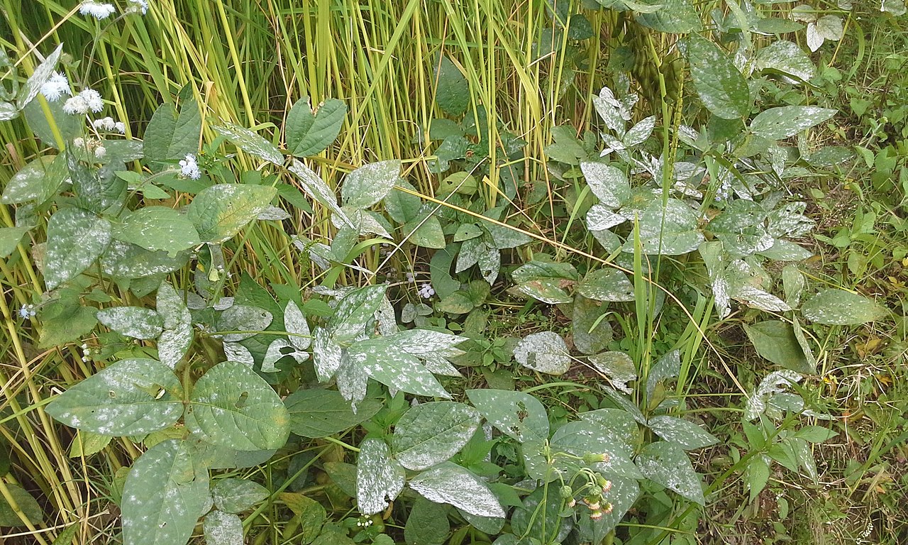 Hazelnut leaves with white powdery mildew