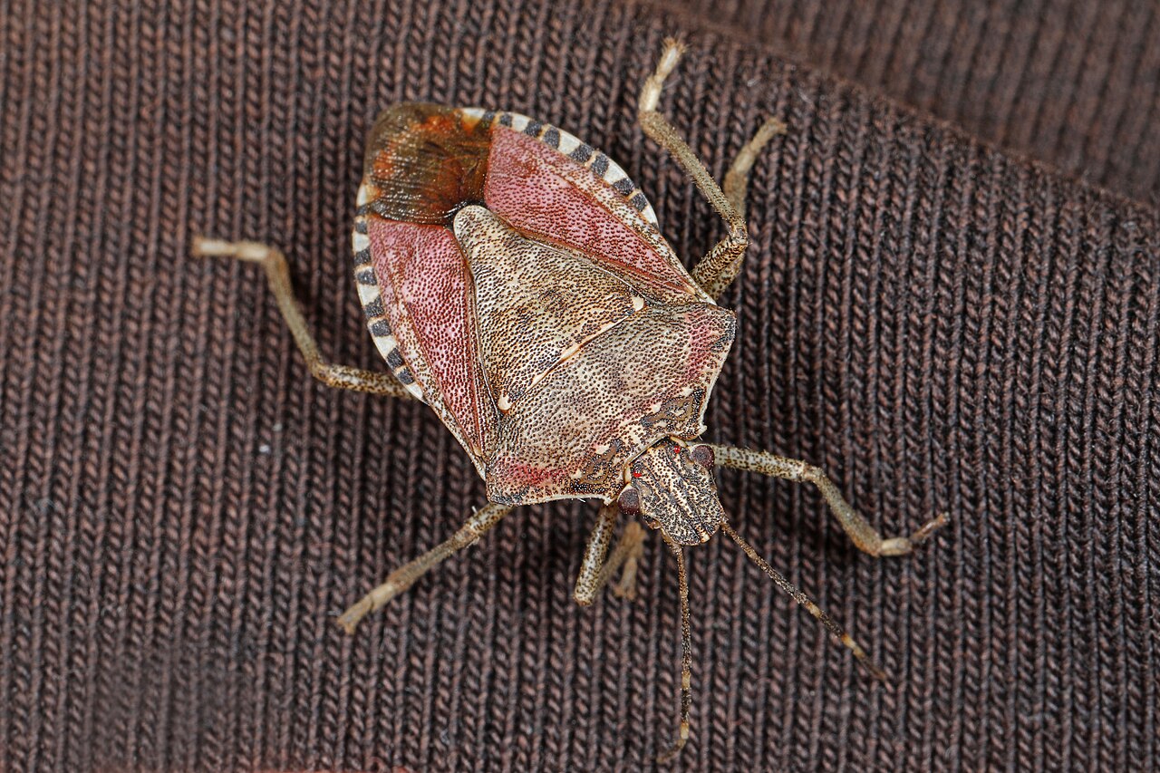 Adult brown marmorated stink bug (Halyomorpha halys) on a leaf