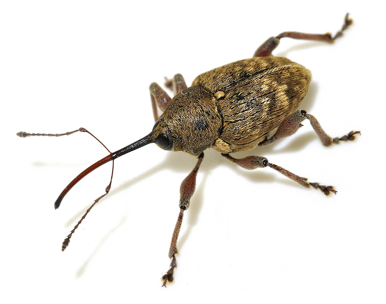 Adult hazelnut weevil (Curculio nucum), snout with characteristic long rostrum