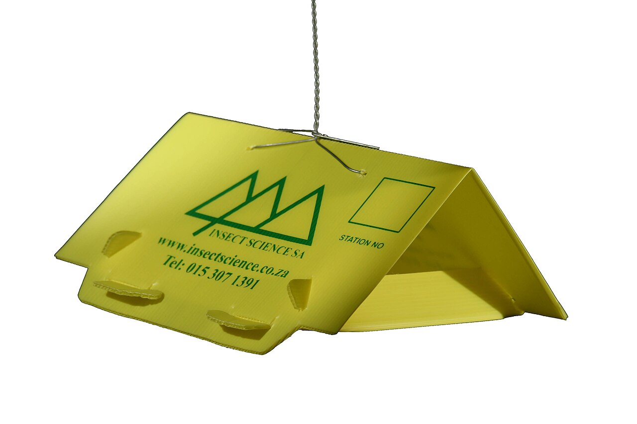 Yellow delta trap with pheromone lure for monitoring insect flight