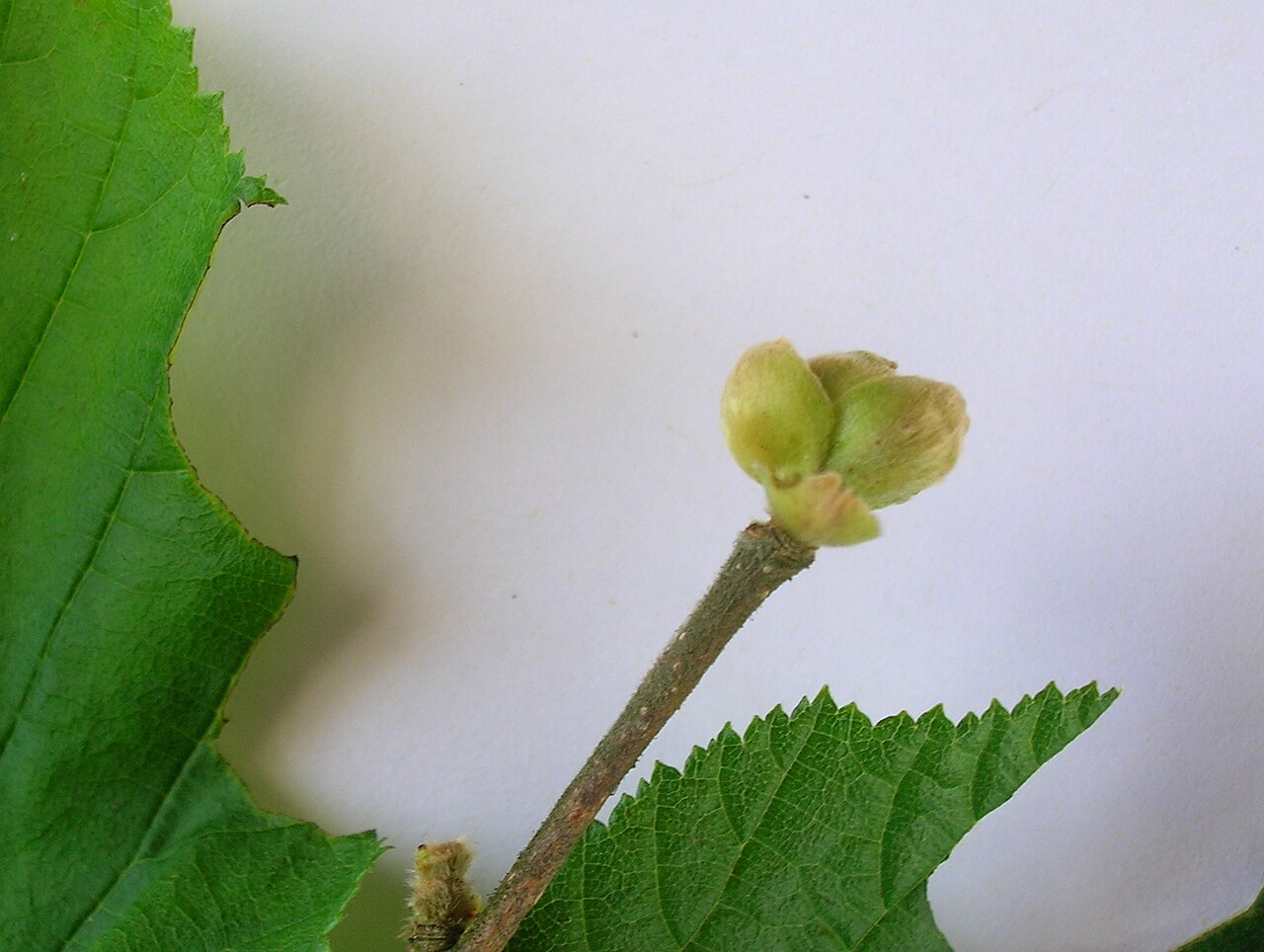 Swollen, inflated hazelnut bud as a sign of infestation by hazelnut erineum mite (Phytoptus avellanae)