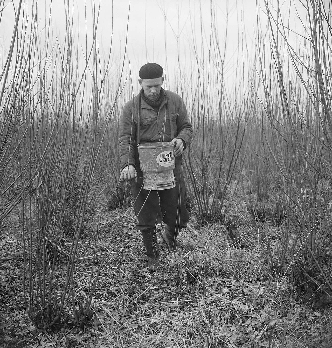 Farmer spraying hazelnut bushes