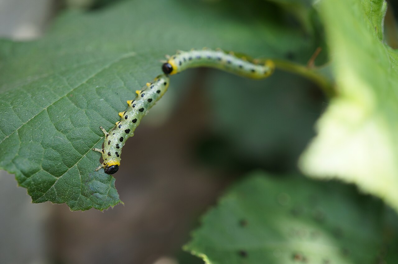 Hazel leaf sawfly larvae on a hazel leaf