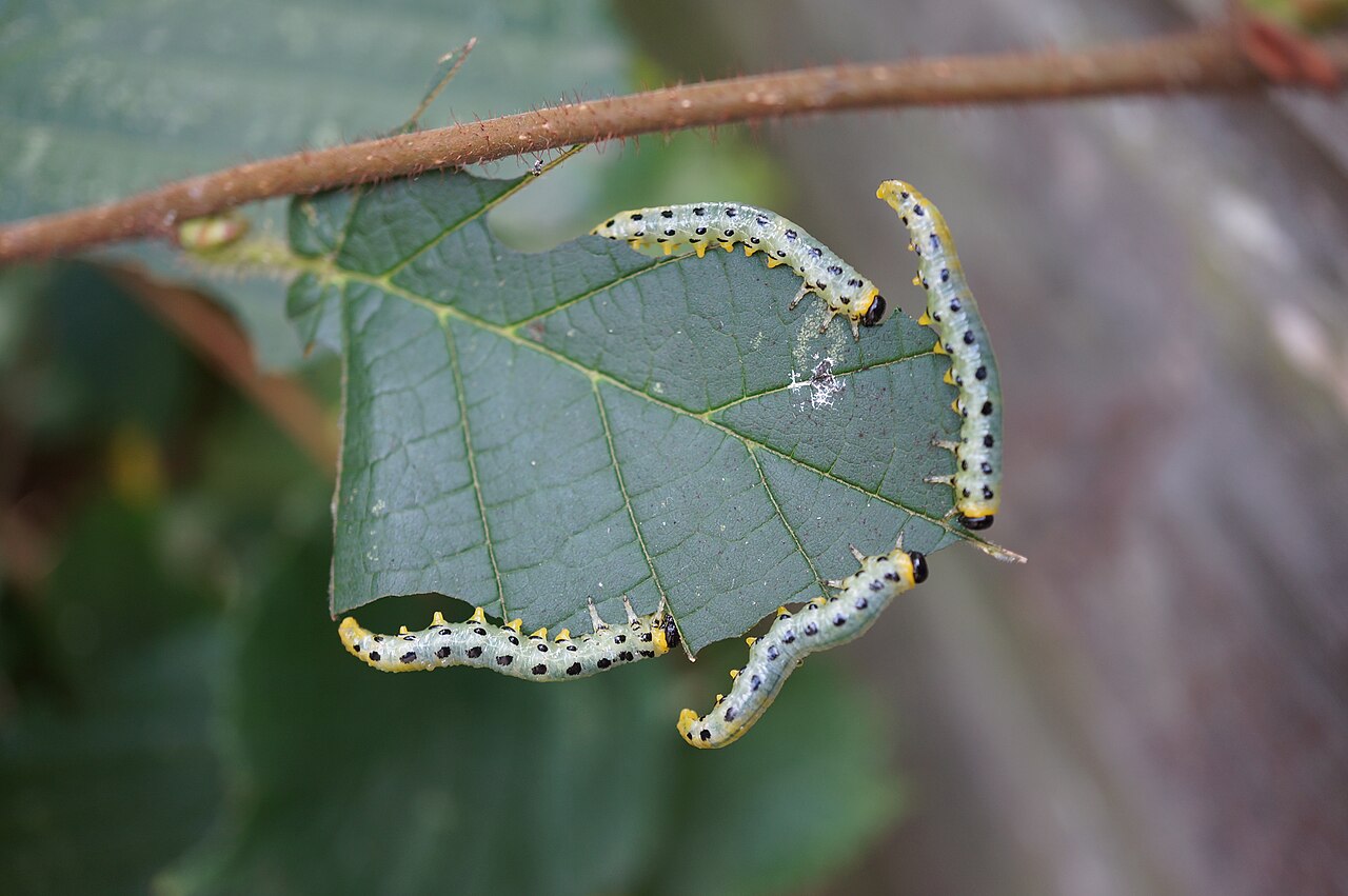 Group of hazel sawfly larvae feeding marginally on a leaf