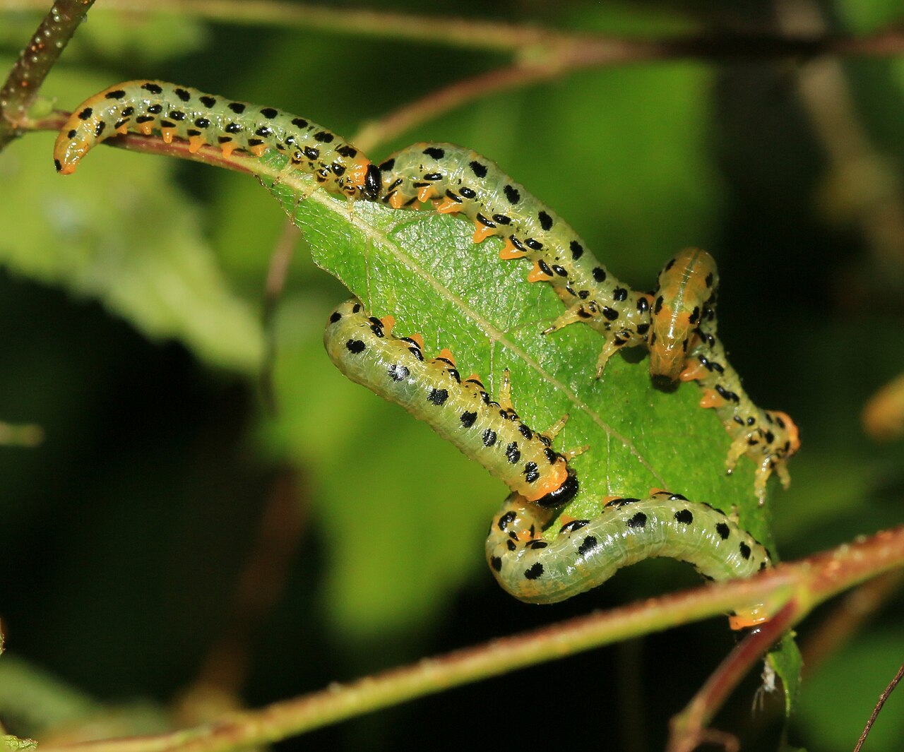 Group of hazel sawfly larvae, yellow with black head