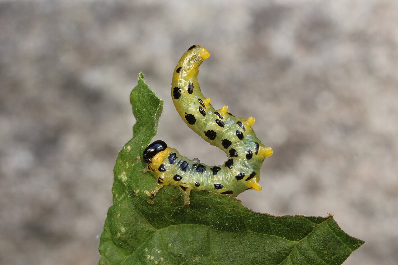 Hazel leaf sawfly larva (Craesus septentrionalis) in defensive "S" pose