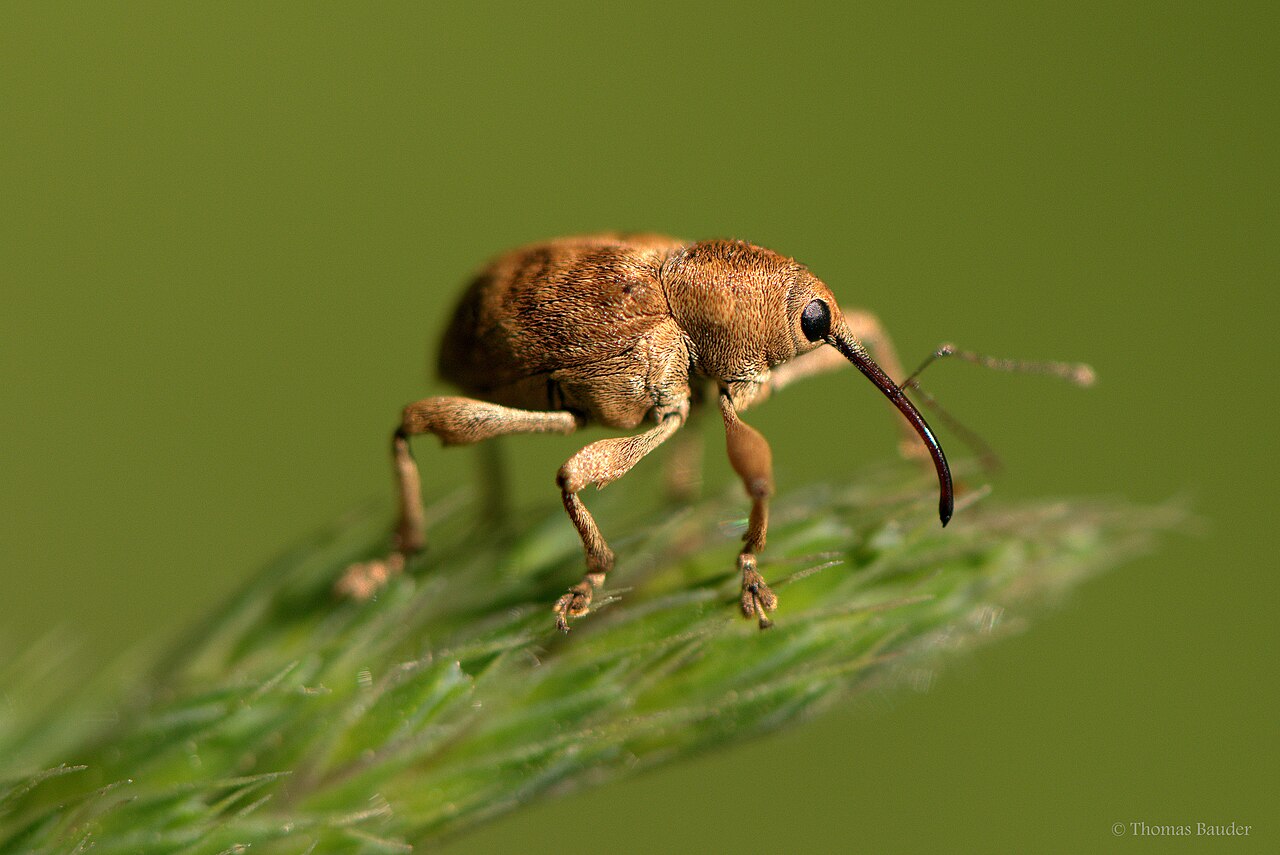 pest ljeskotoc on plant