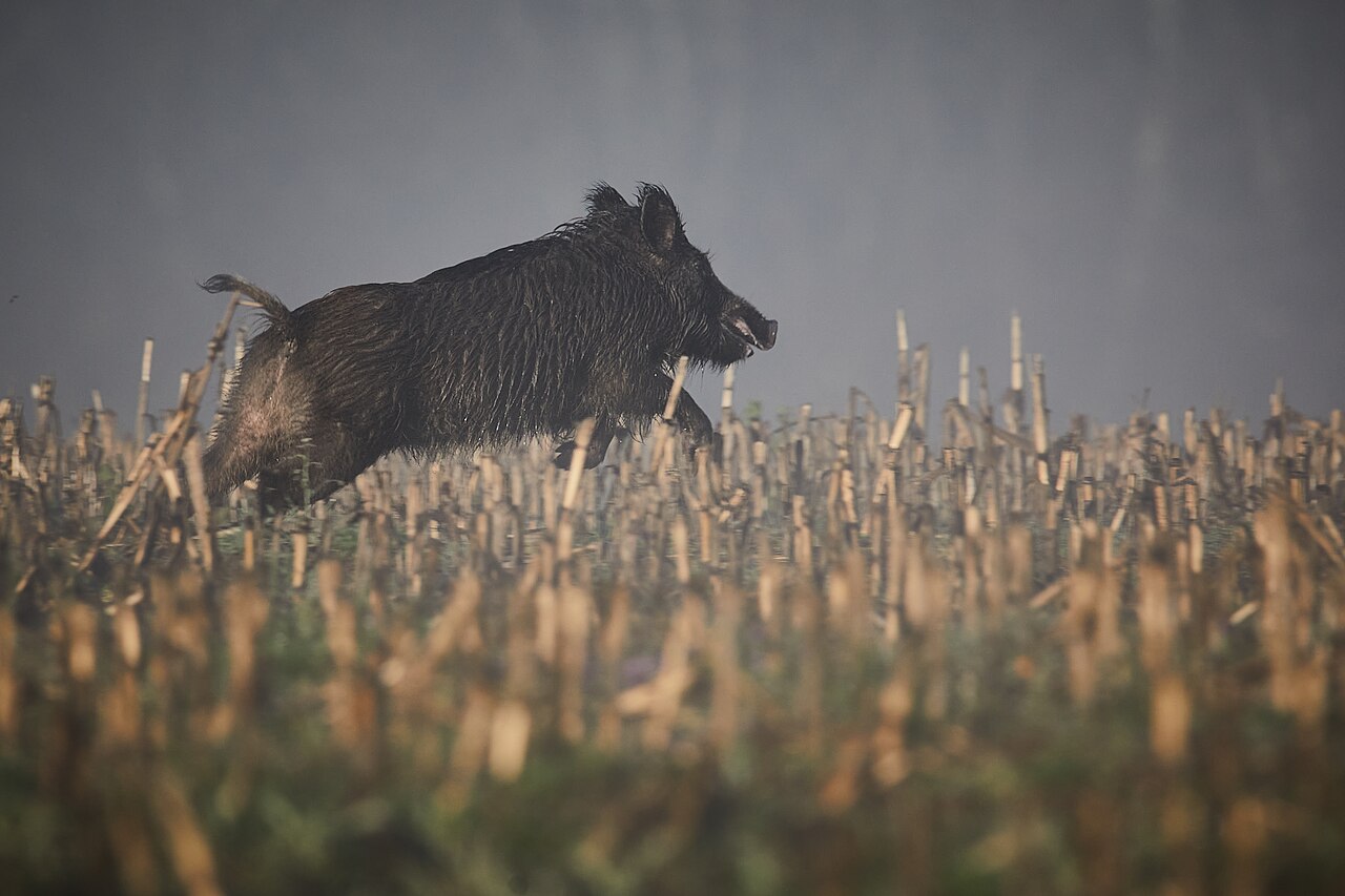 Wild boar (Sus scrofa) in its natural environment