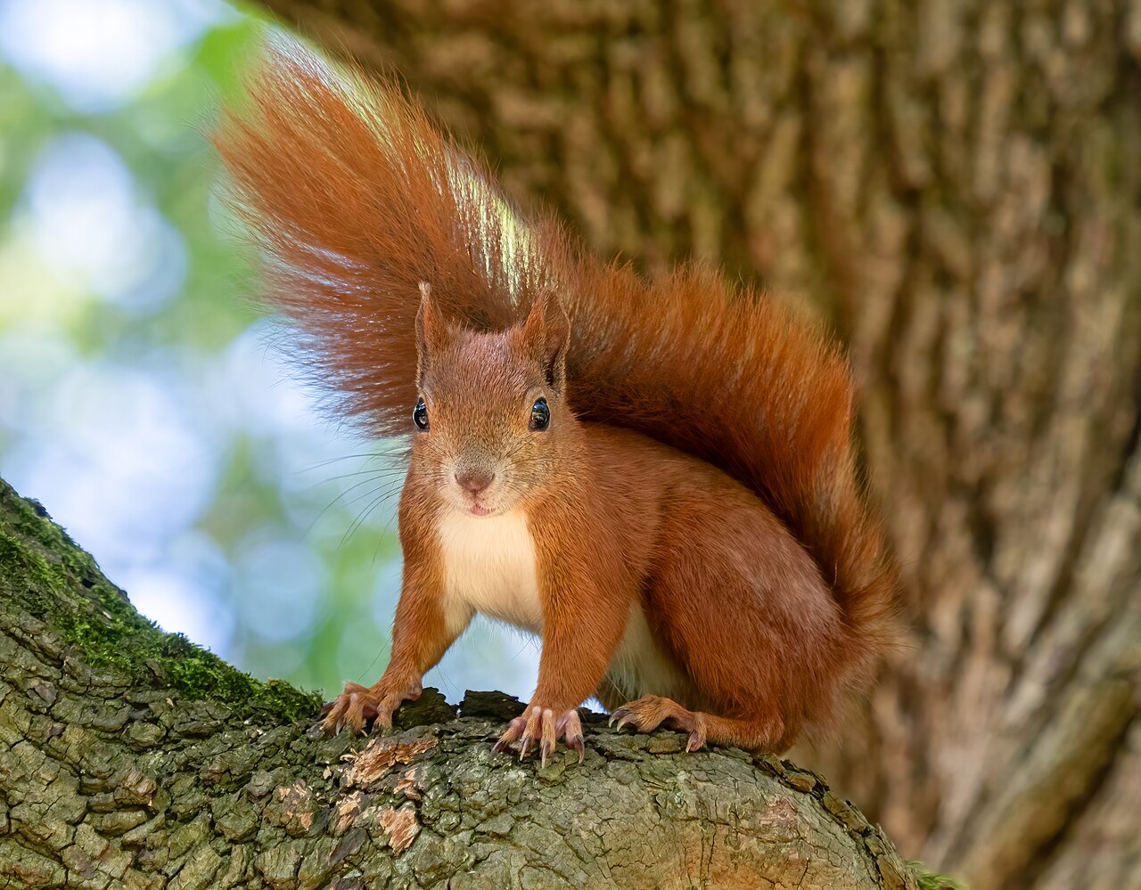 Red squirrel (Sciurus vulgaris), the largest thief of hazelnut nuts