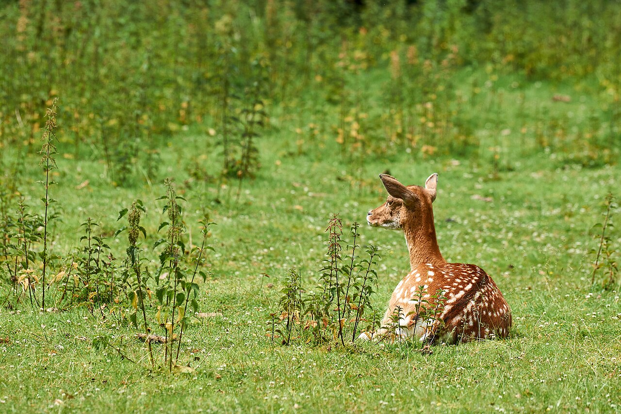 Roe deer (Capreolus capreolus), browses young shoots and tips