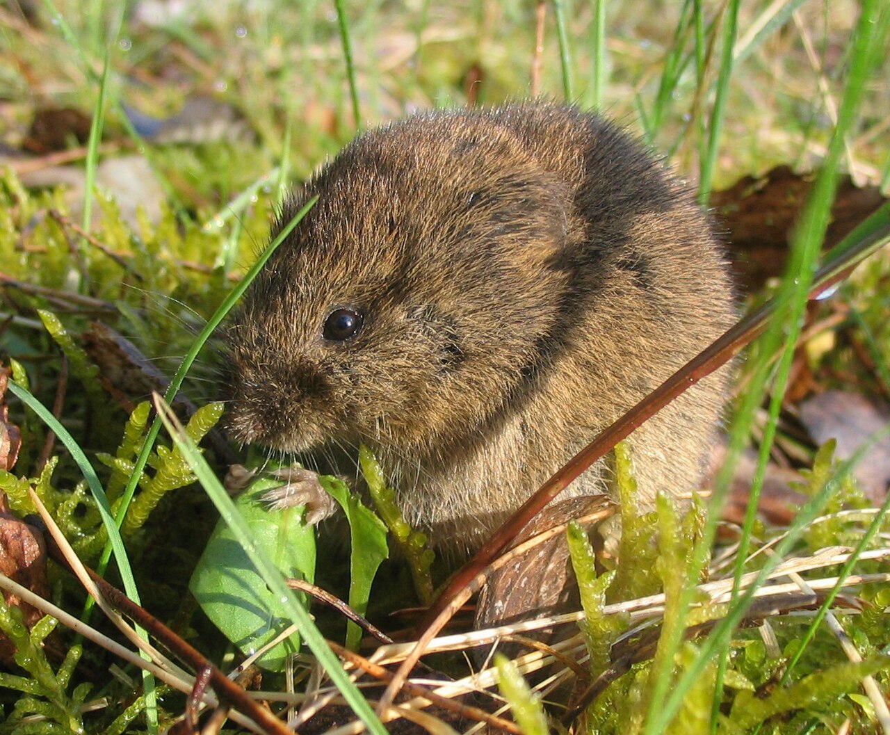 Field vole (Microtus arvalis), a rodent that damages bark and roots
