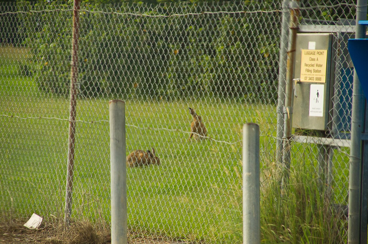 European hare (Lepus europaeus), browses young shoots and strips bark