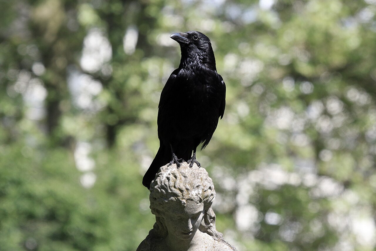 Carrion crow (Corvus corone), damages nuts by pecking