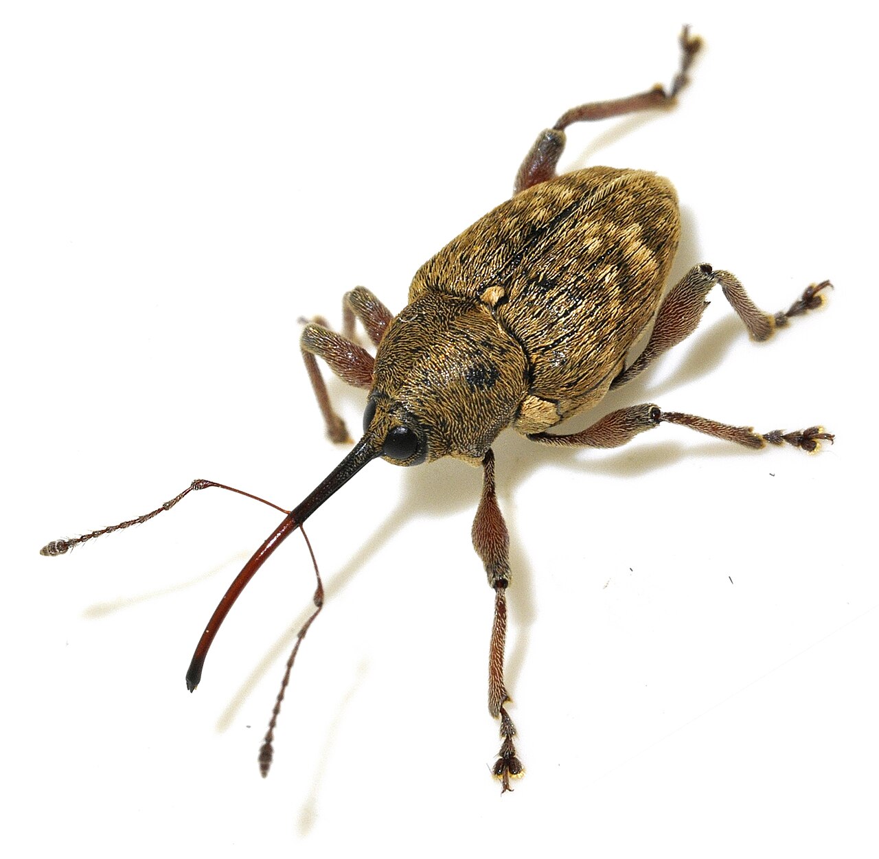 Hazelnut weevil (Curculio nucum) close-up