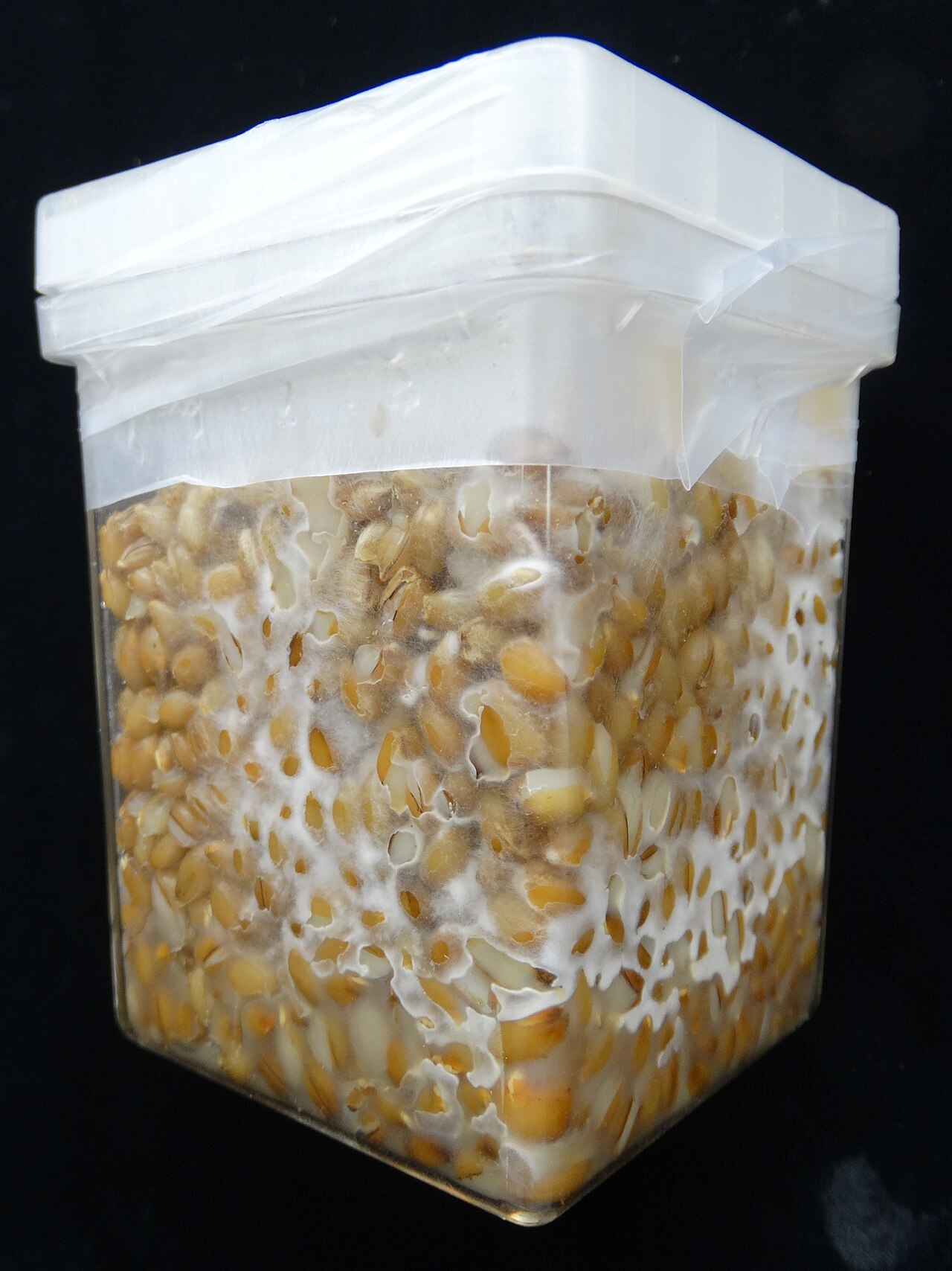Entomopathogenic fungus Beauveria bassiana used in biological control of weevils