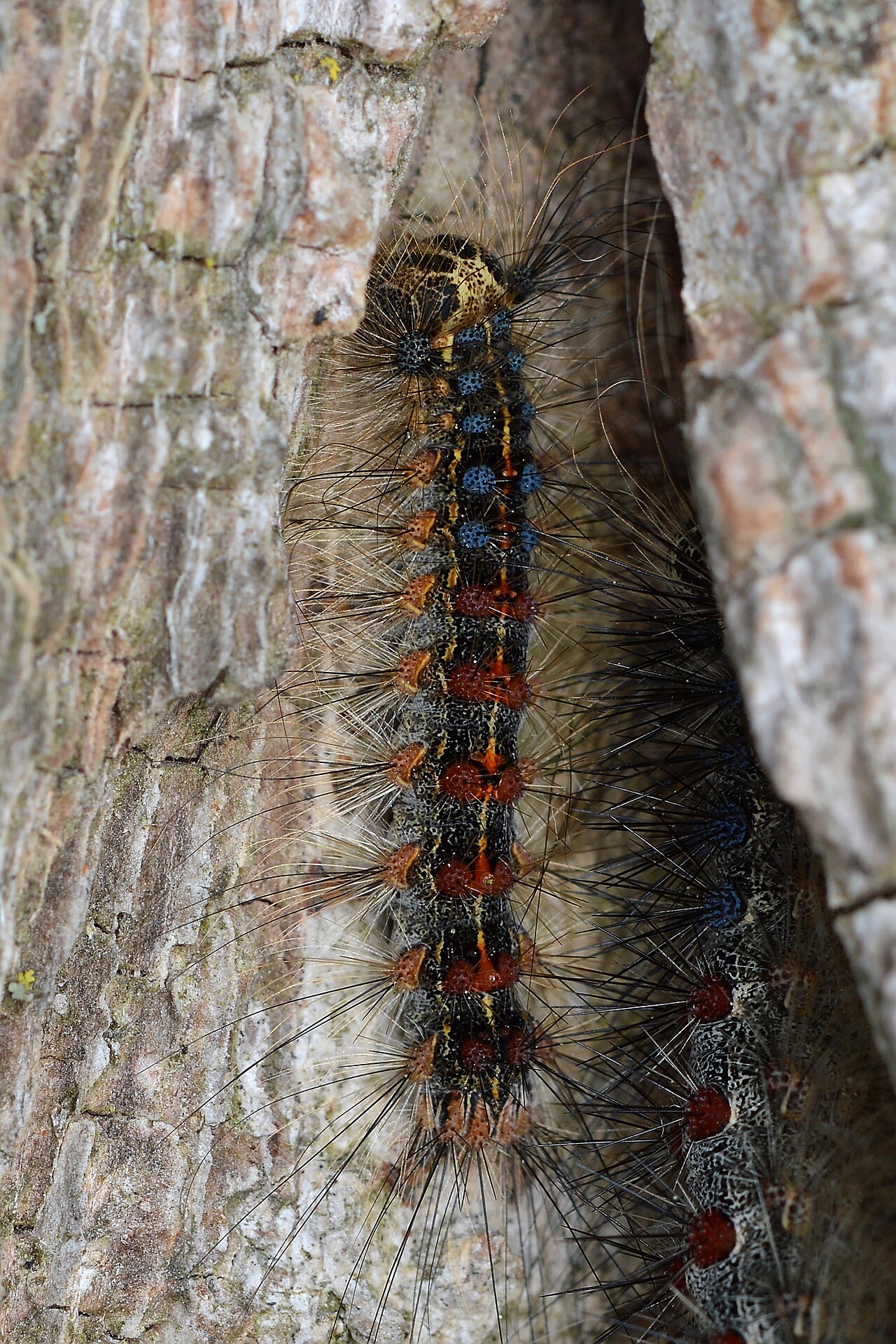 Gypsy moth caterpillar (Lymantria dispar) with pairs of blue and red tubercles on its back