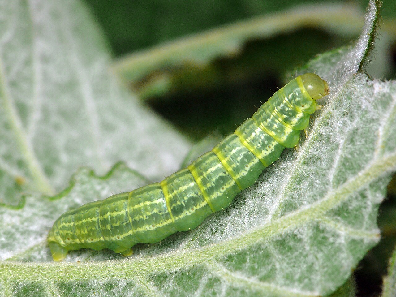 Green caterpillar of the winter moth (Operophtera brumata) of the geometer type on a leaf