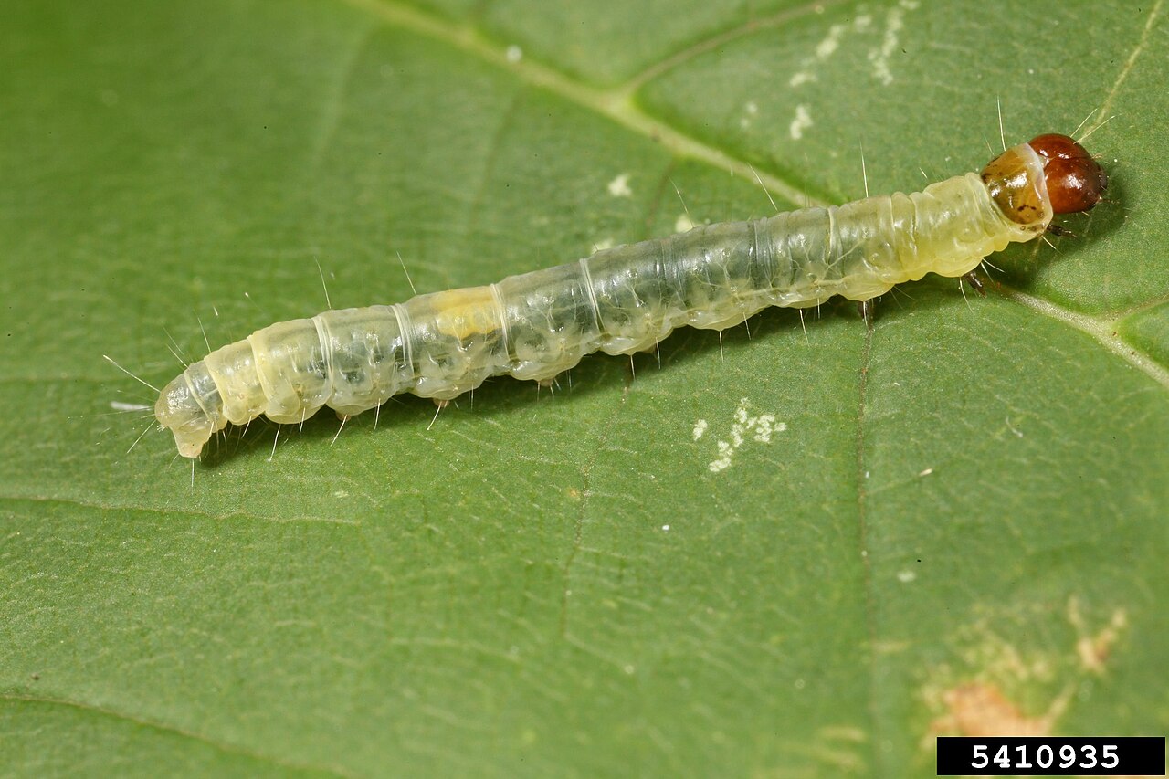 Leaf roller caterpillar (Archips rosana) on a leaf