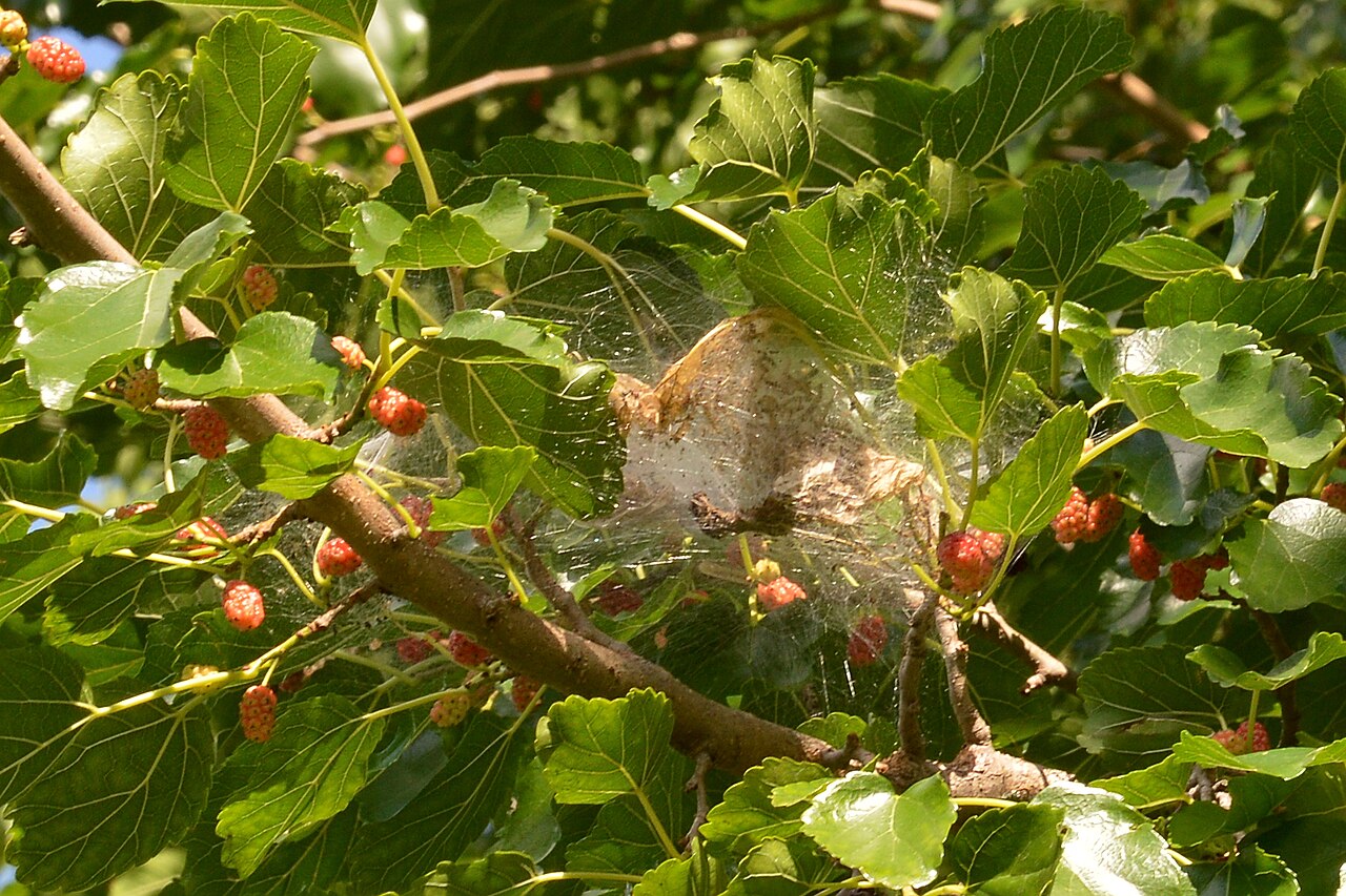 White web-like nest of the fall webworm (Hyphantria cunea) on a branch tip