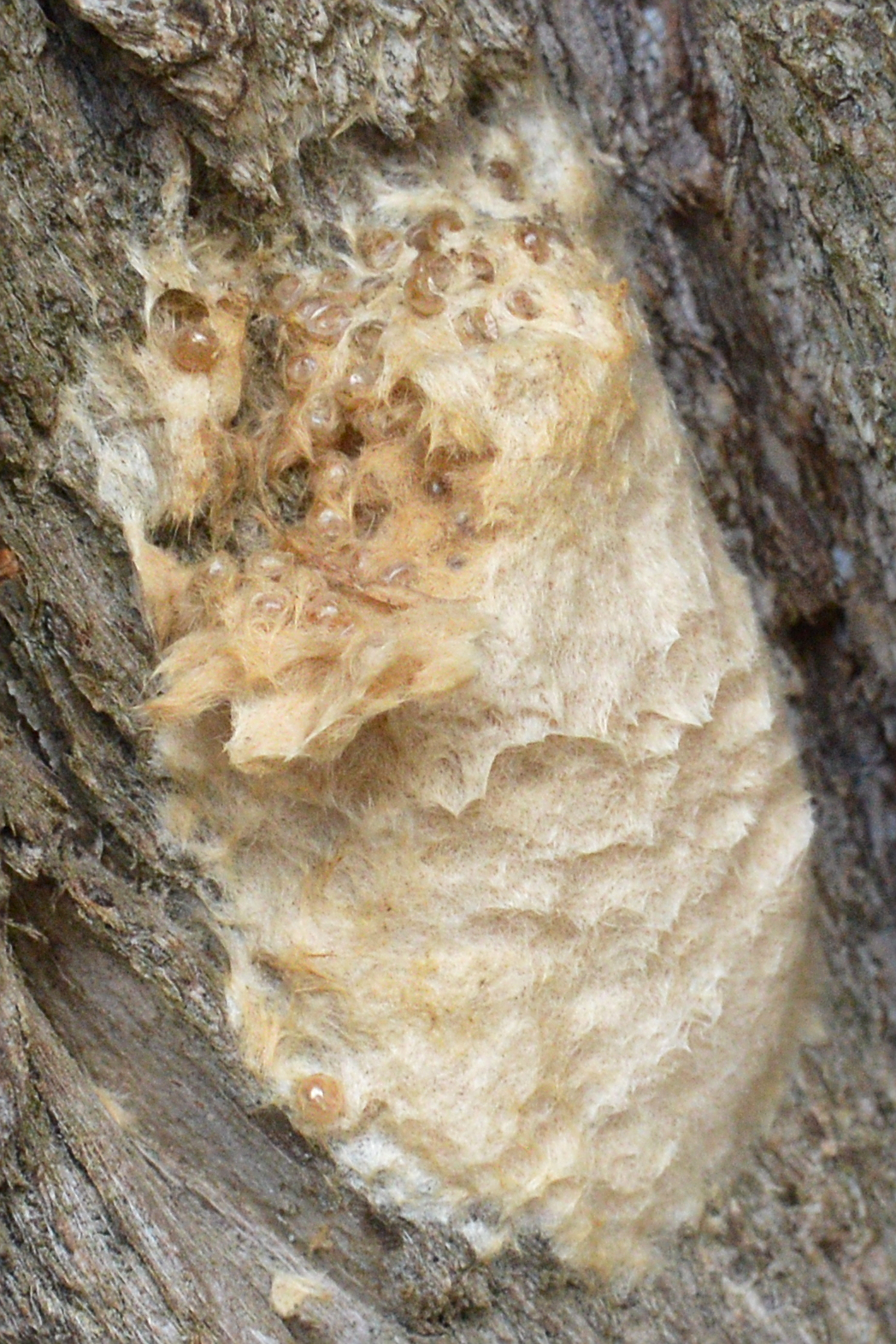 Gypsy moth egg mass (Lymantria dispar) covered with yellowish-brown hairs on bark