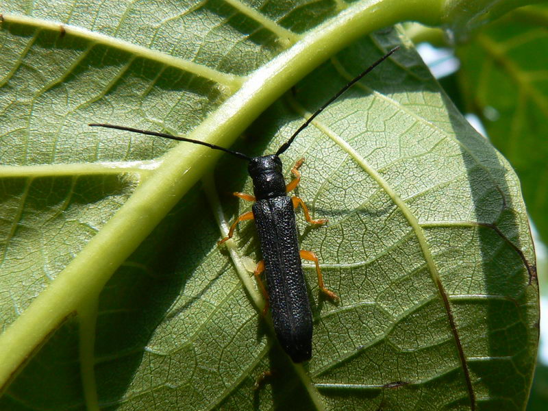 Adult hazelnut long-horned beetle (Oberea linearis) — narrow black body and yellow legs