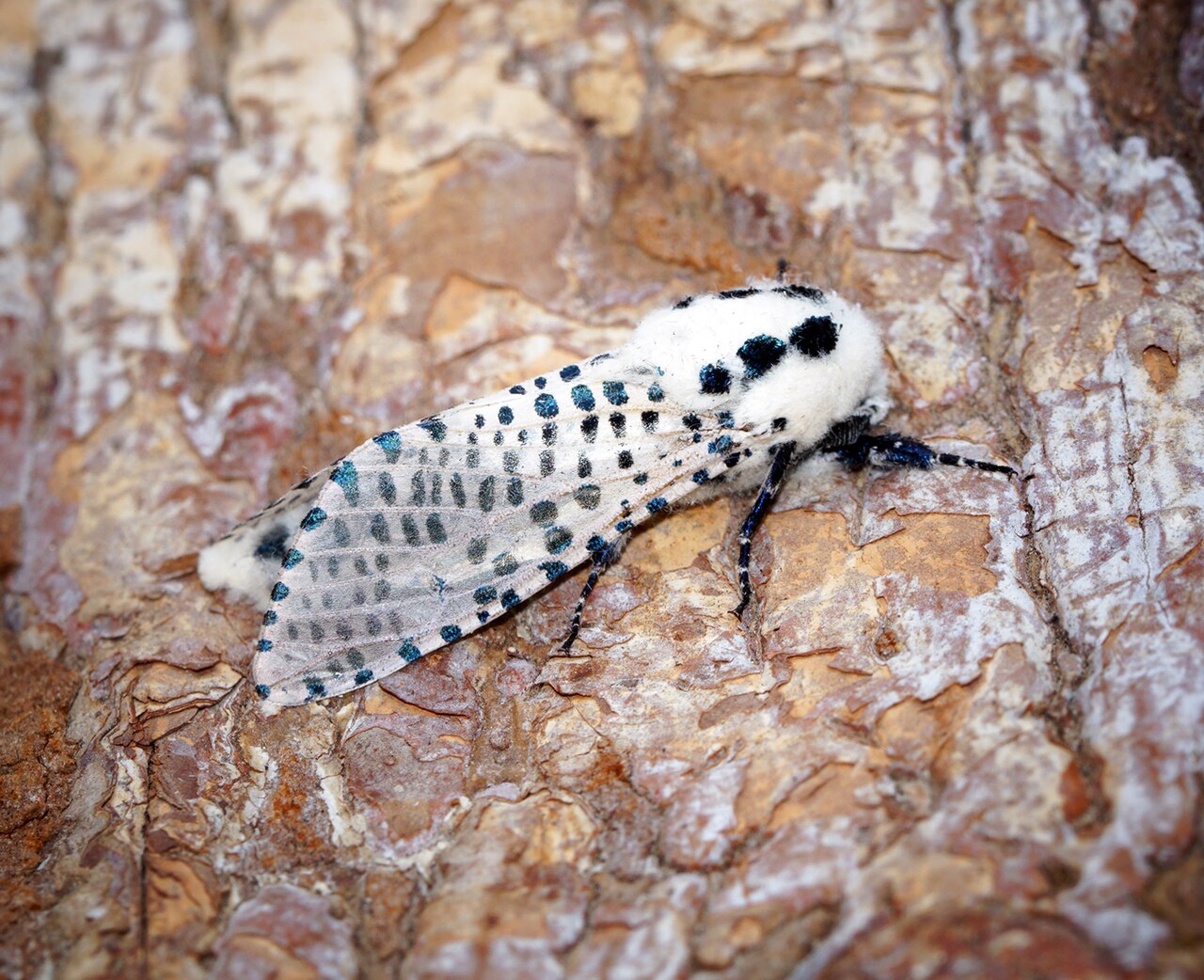 Leopard moth (Zeuzera pyrina) — wood-borer with a wide host range