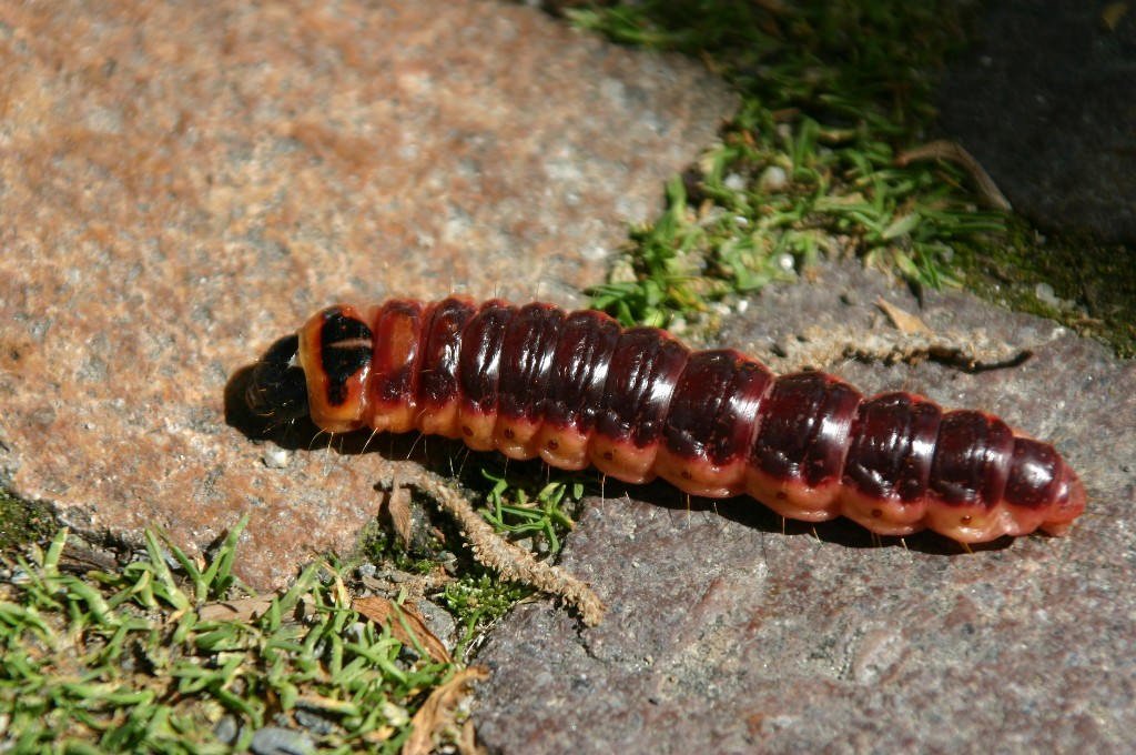 Goat moth larva (Cossus cossus) — large reddish caterpillar boring galleries in the trunk