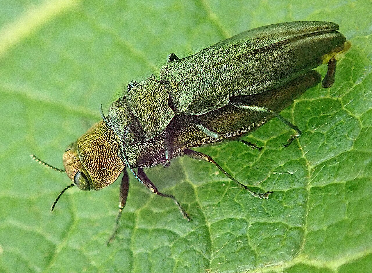 Bronze birch borer (Agrilus viridis) — metallic shiny beetles whose larvae bore galleries in wood