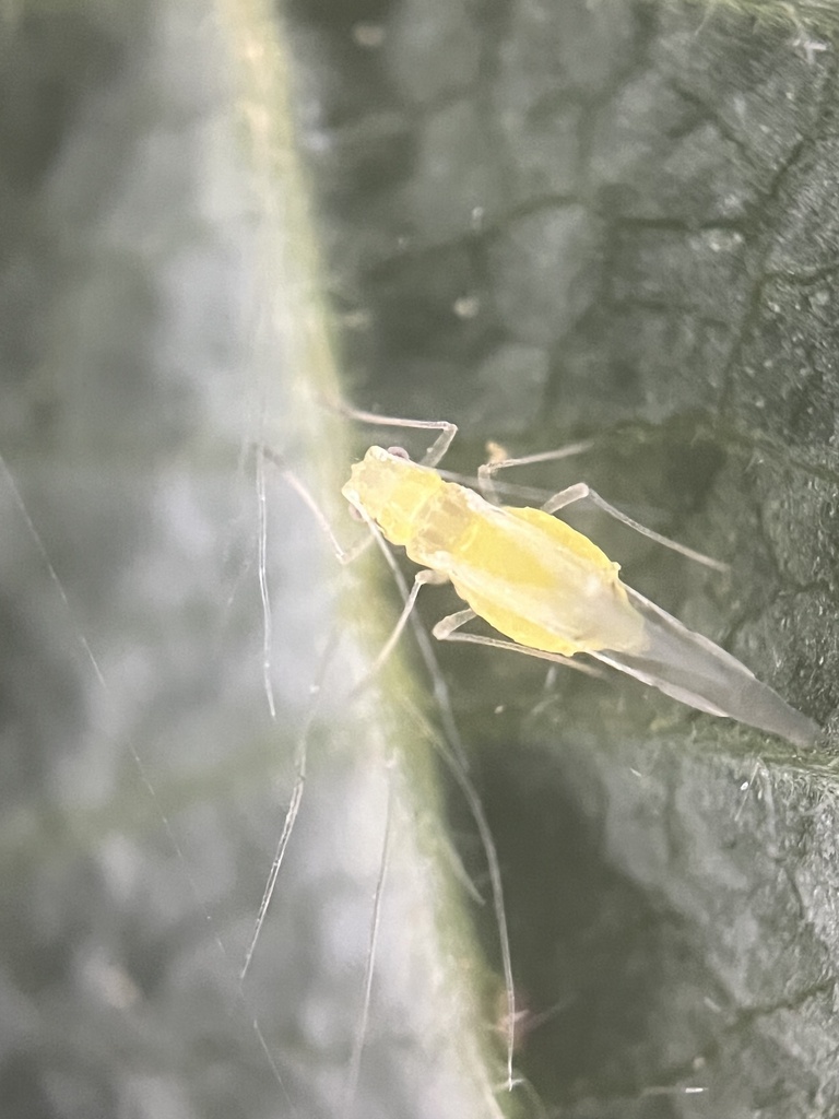 Adult green hazelnut aphid (*Myzocallis coryli*) on a hazelnut leaf