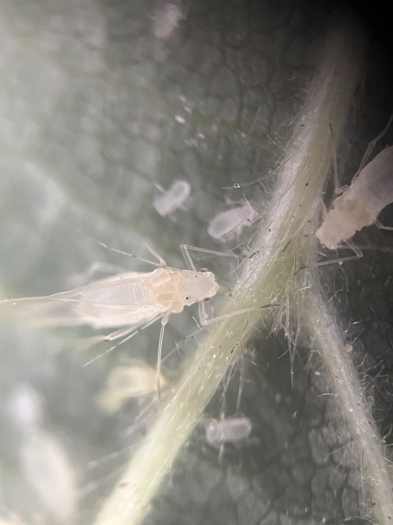 Adult hazelnut aphid with yellowish shoulders and small young aphids (nymphs)