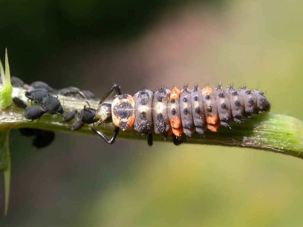 Ladybug larva (Coccinella septempunctata) feeding on aphids