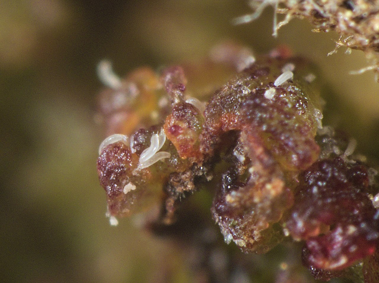 Infested swollen hazelnut buds on a twig