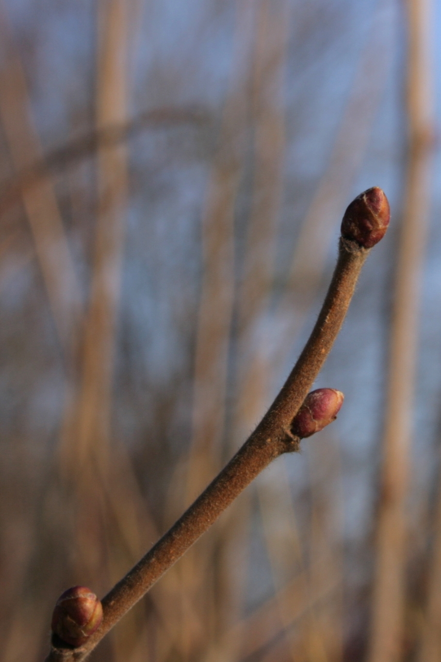 Healthy spindle-shaped hazelnut buds (Corylus avellana) in winter, for comparison