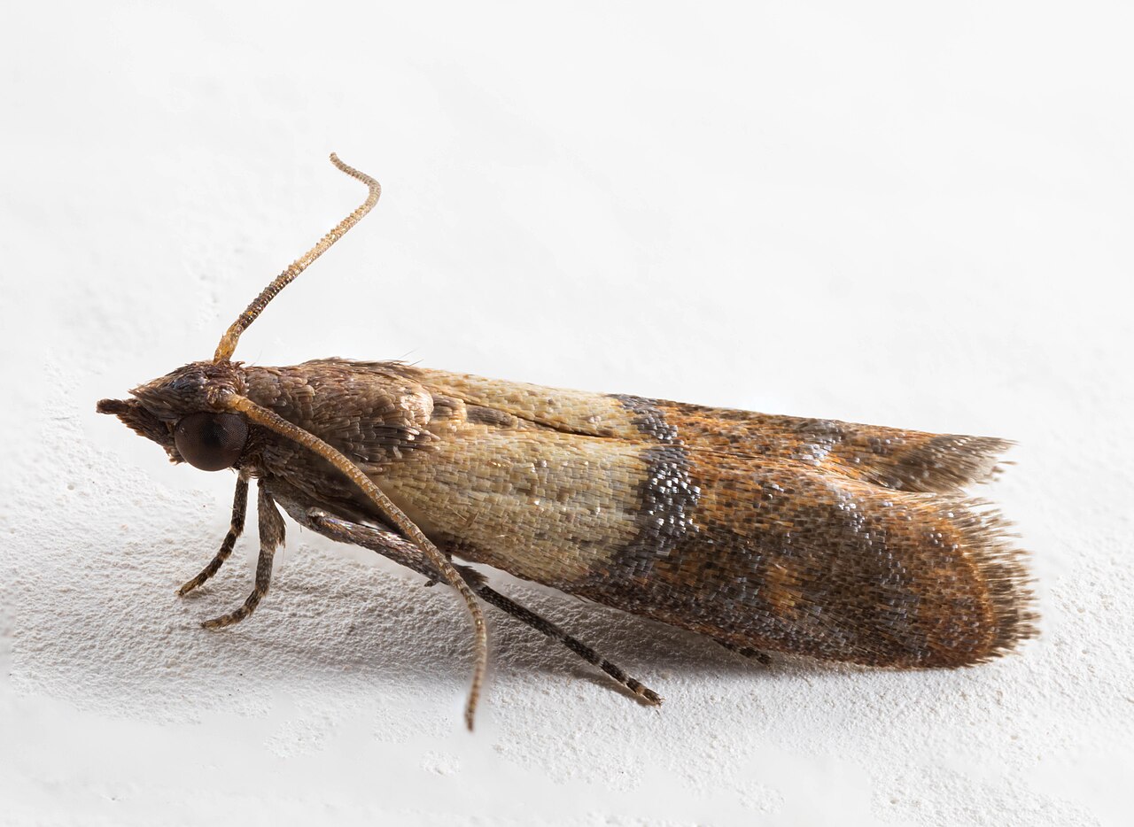 Adult Indian meal moth (Plodia interpunctella) with distinctive bicolored wings