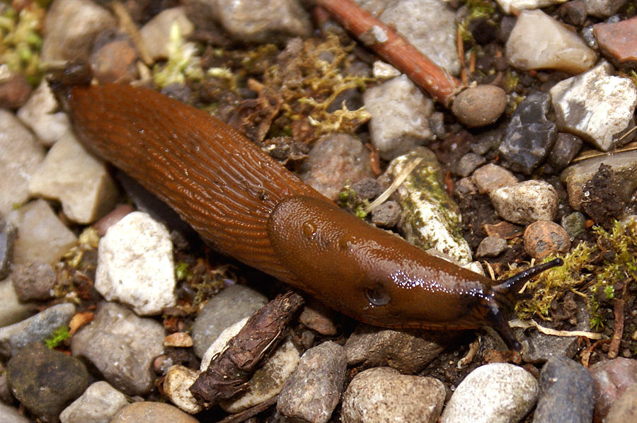Slug (Arion vulgaris) on plant tissue