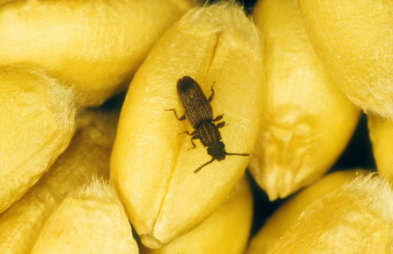 Sawtoothed grain beetle (Oryzaephilus surinamensis), storage beetle