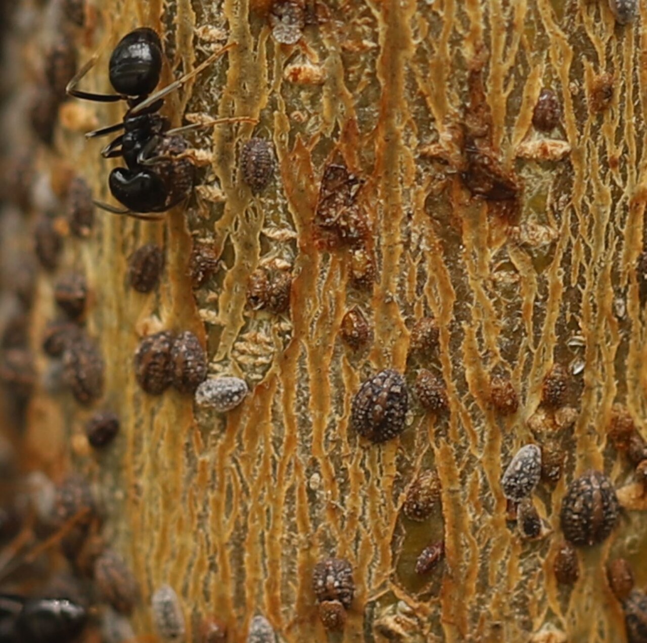 Scale insect Parthenolecanium corni — brown hemispherical scales on a branch