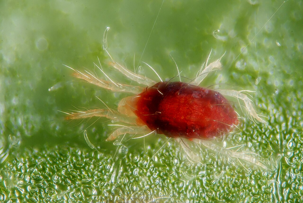 Common red spider mite (Tetranychus urticae) close-up — adult reddish individual with darker stripe