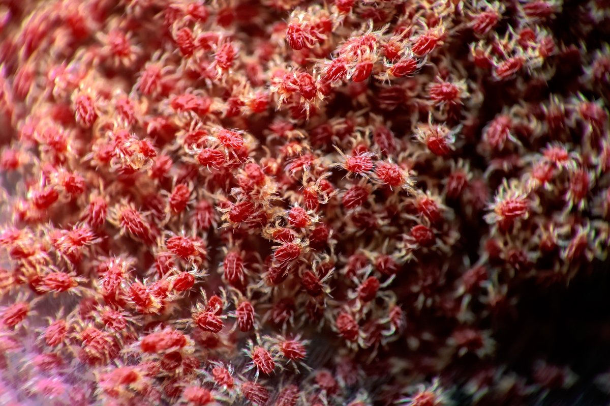 Colony of red spider mites (Tetranychus urticae) with fine webbing on plant