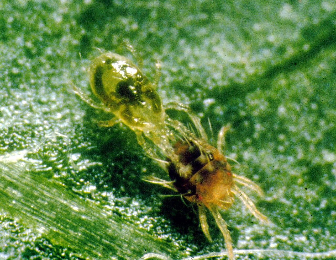 Predatory mite attacking red spider mite — biological control
