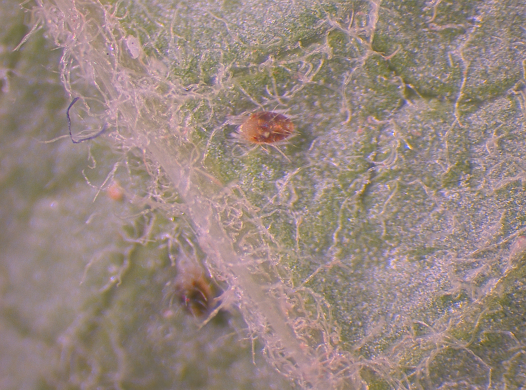 Adult female European red mite (Panonychus ulmi)