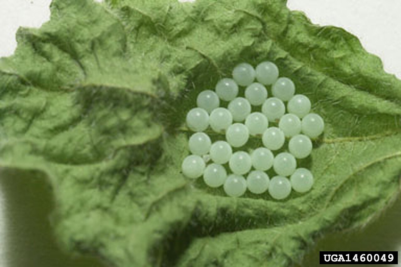 Eggs of the brown marmorated stink bug on the underside of a leaf