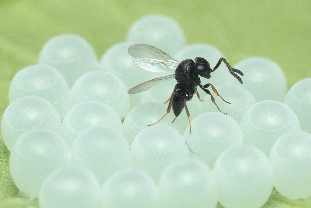Samurai wasp (Trissolcus japonicus), egg parasitoid of true bugs