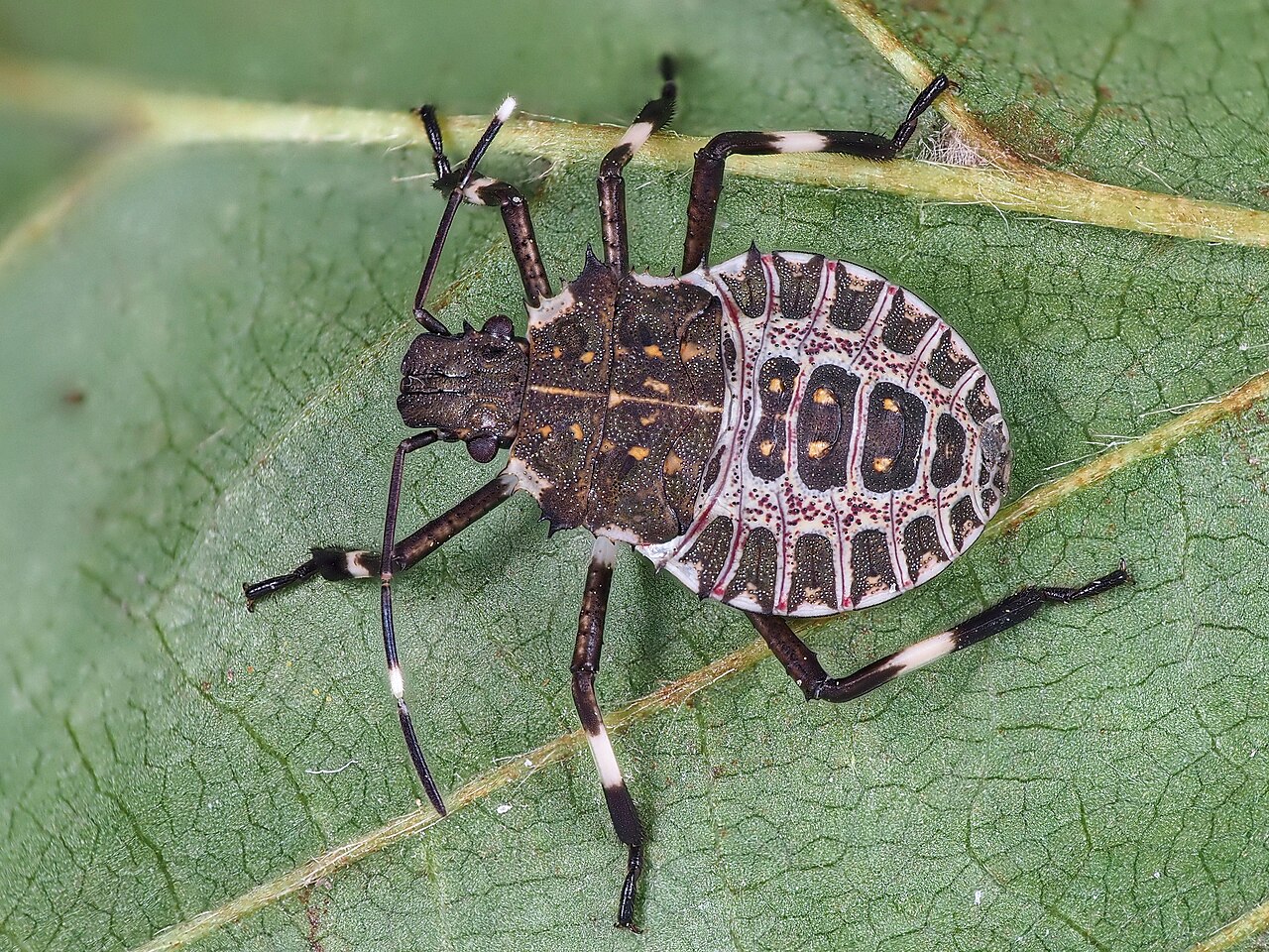 stink bug nymph on hazelnut leaf