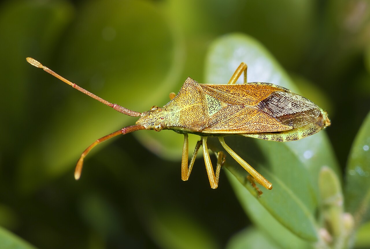 stink bug on hazelnut leaf