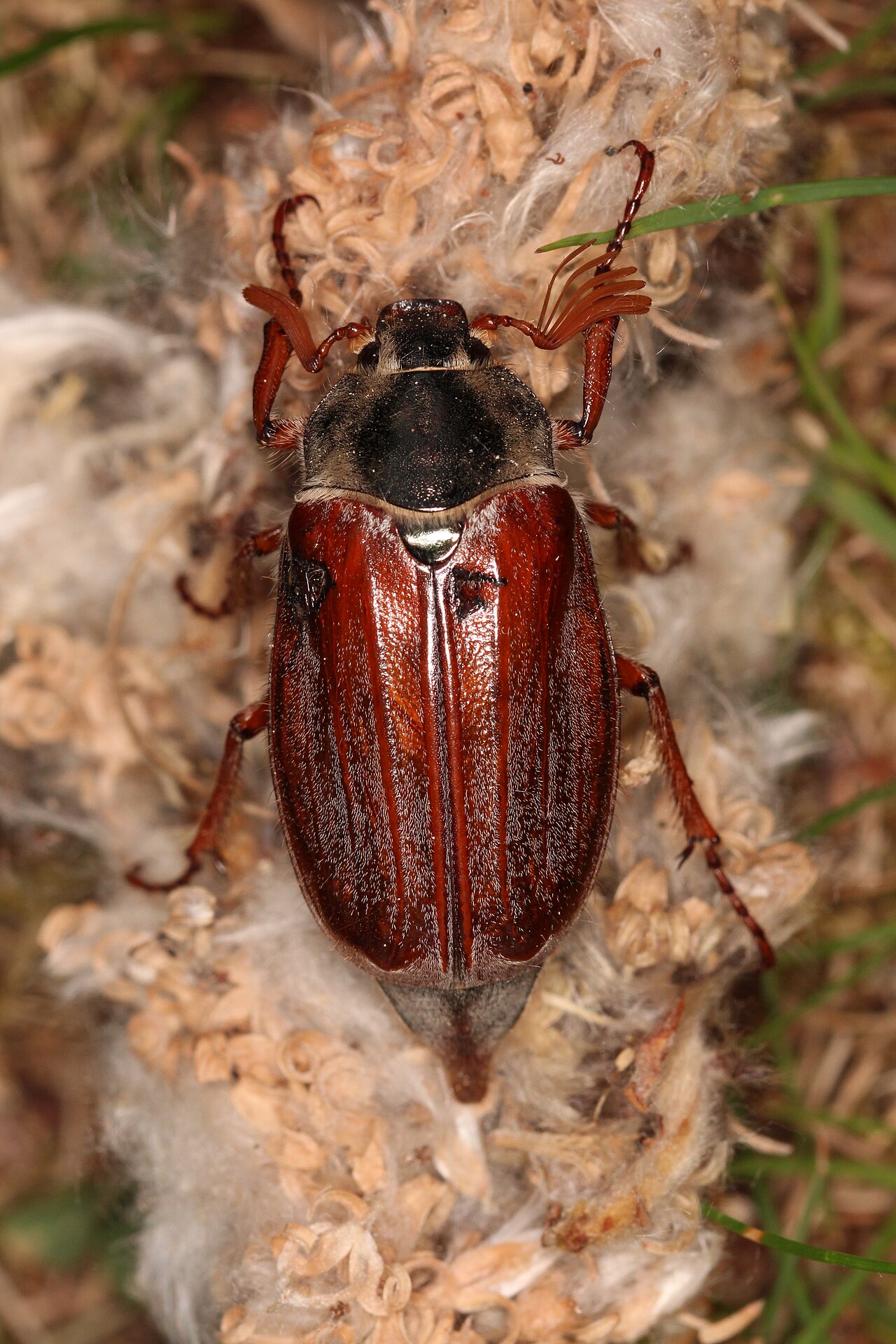 Adult common (May) chafer, Melolontha melolontha