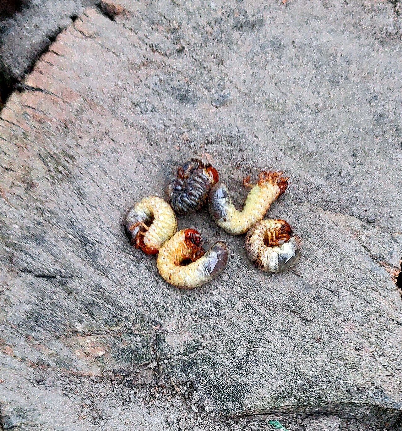 Chafer grub (larva) curved in the shape of the letter C