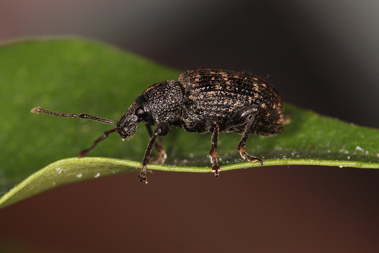 Adult root (black) weevil, Otiorhynchus sulcatus