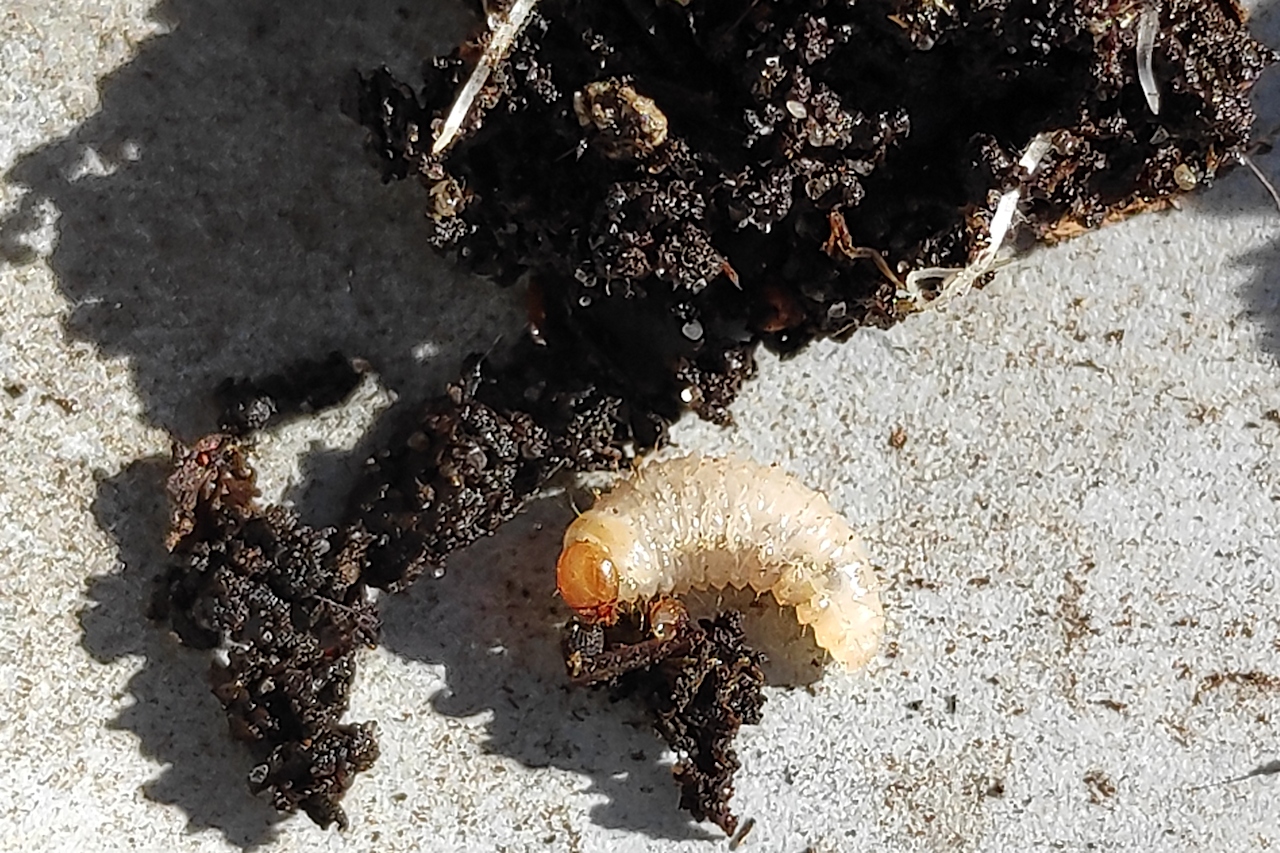 Root weevil larva (Otiorhynchus sulcatus) in soil