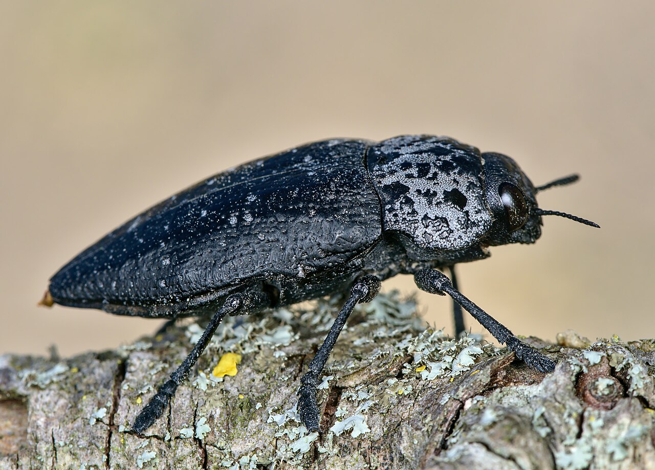Adult root borer, Capnodis tenebrionis